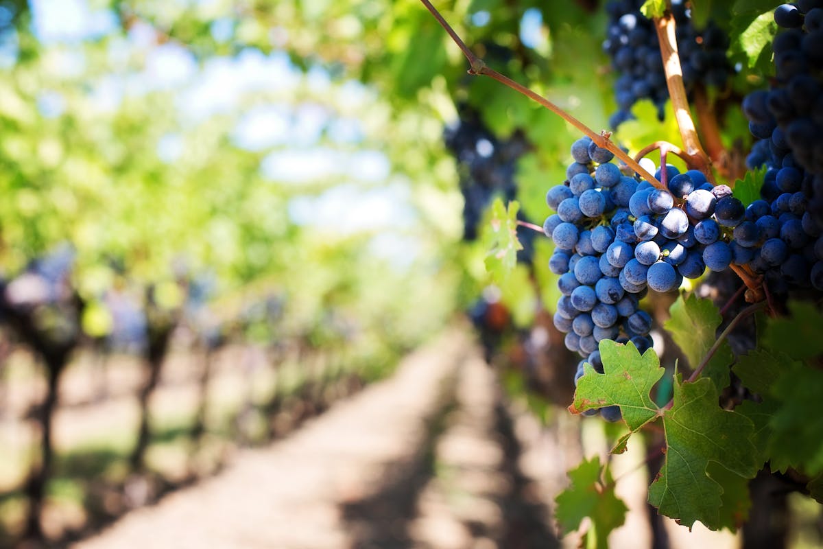 Vigneti vulcanici e cantina di Santorini